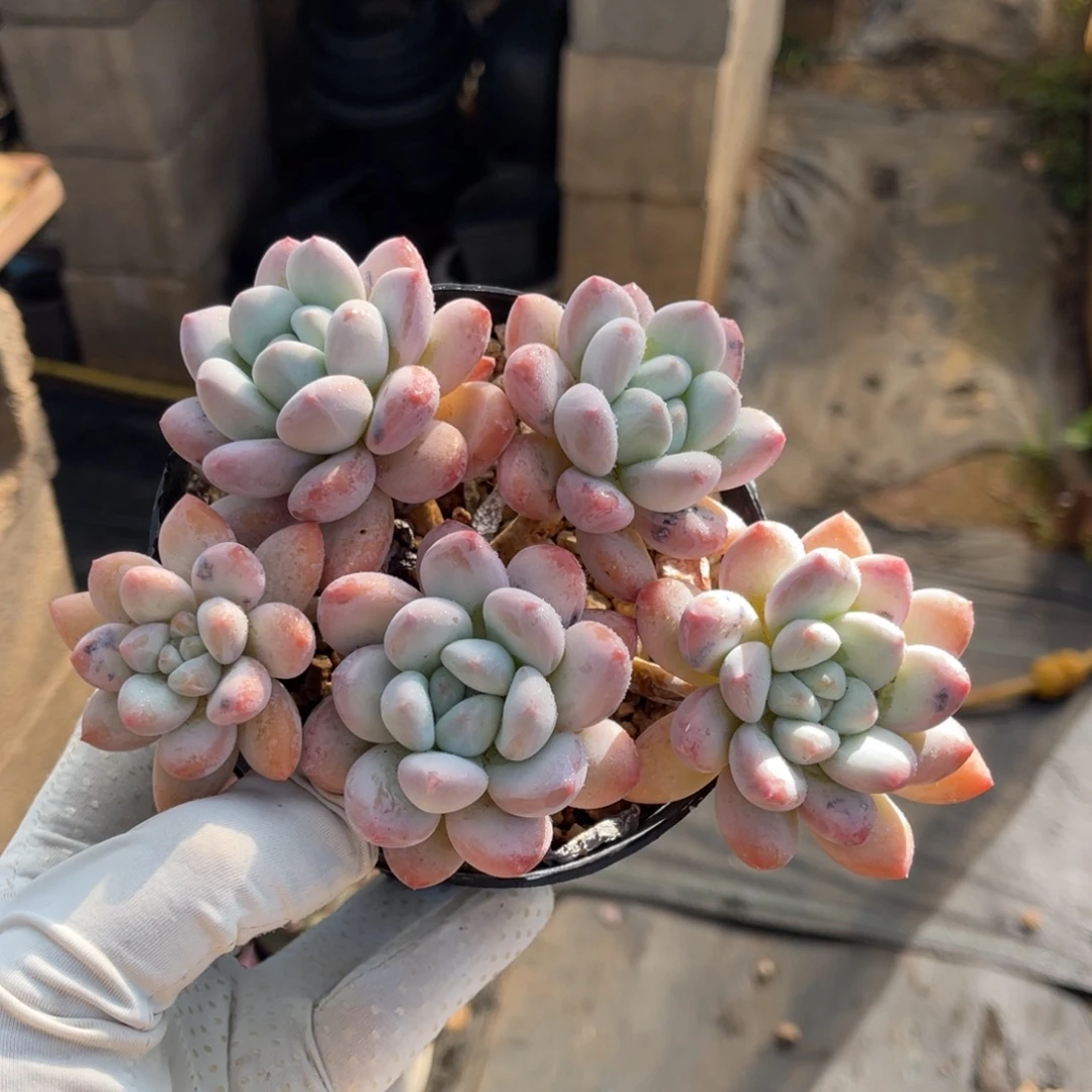 一物一拍不支持退换