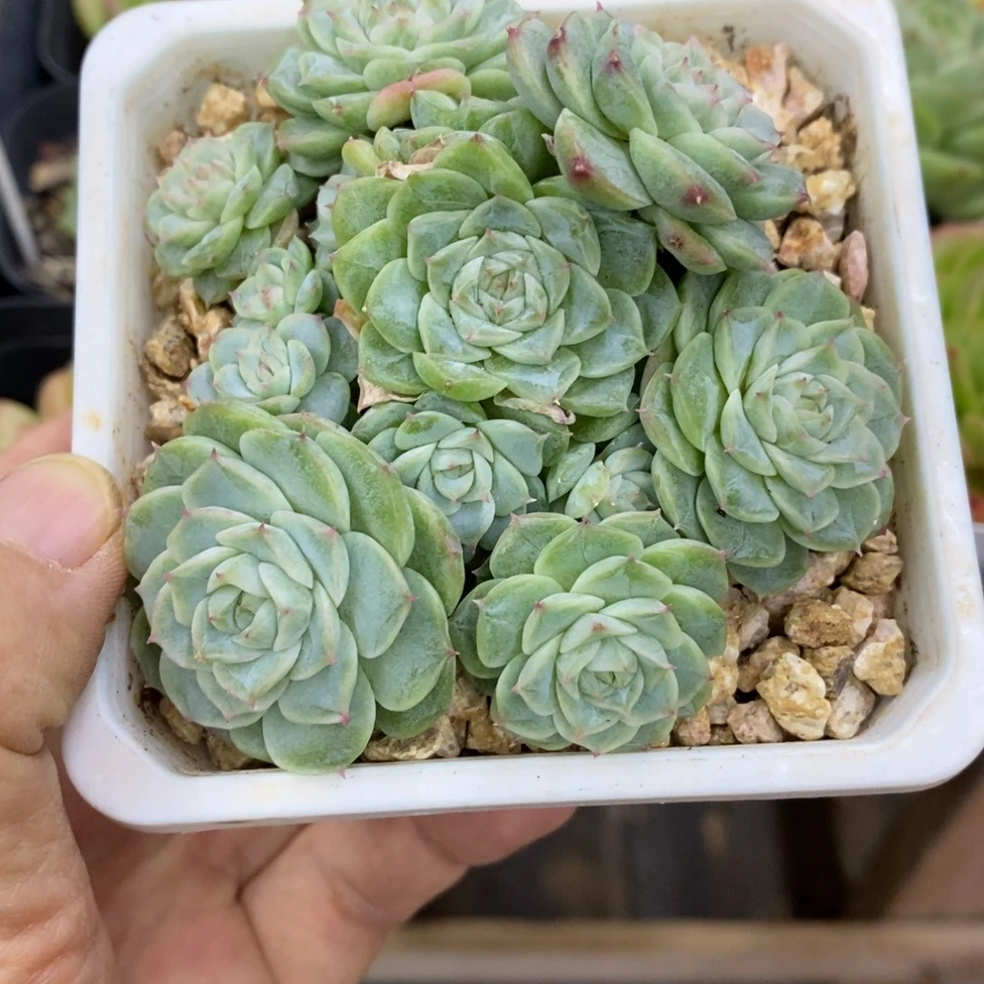精品多肉一物一拍不包整60