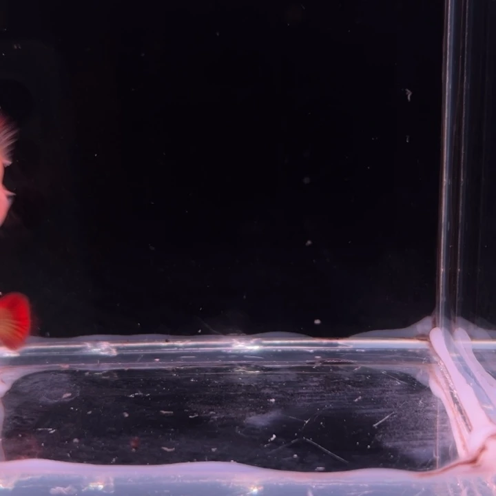 孔雀鱼红礼服玻璃猫球1对