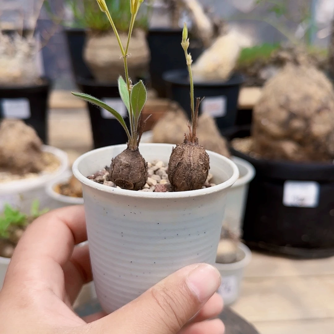 600冰晶洋葵单株价格