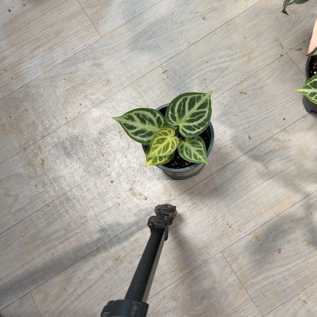 完全开放福利铜锣烧