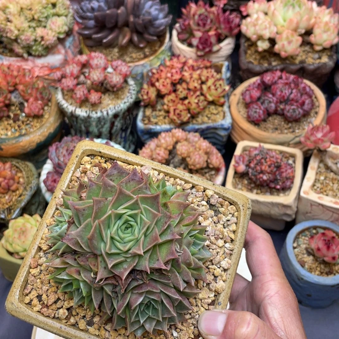 杂交群生红色带血斑