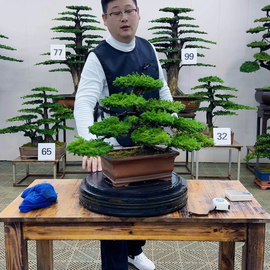 盆景柏树造型盆景