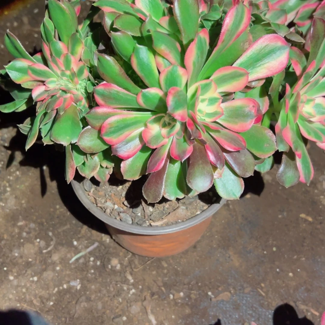 424 号多肉植物法师