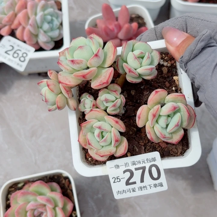 白底香草无盆土发货多