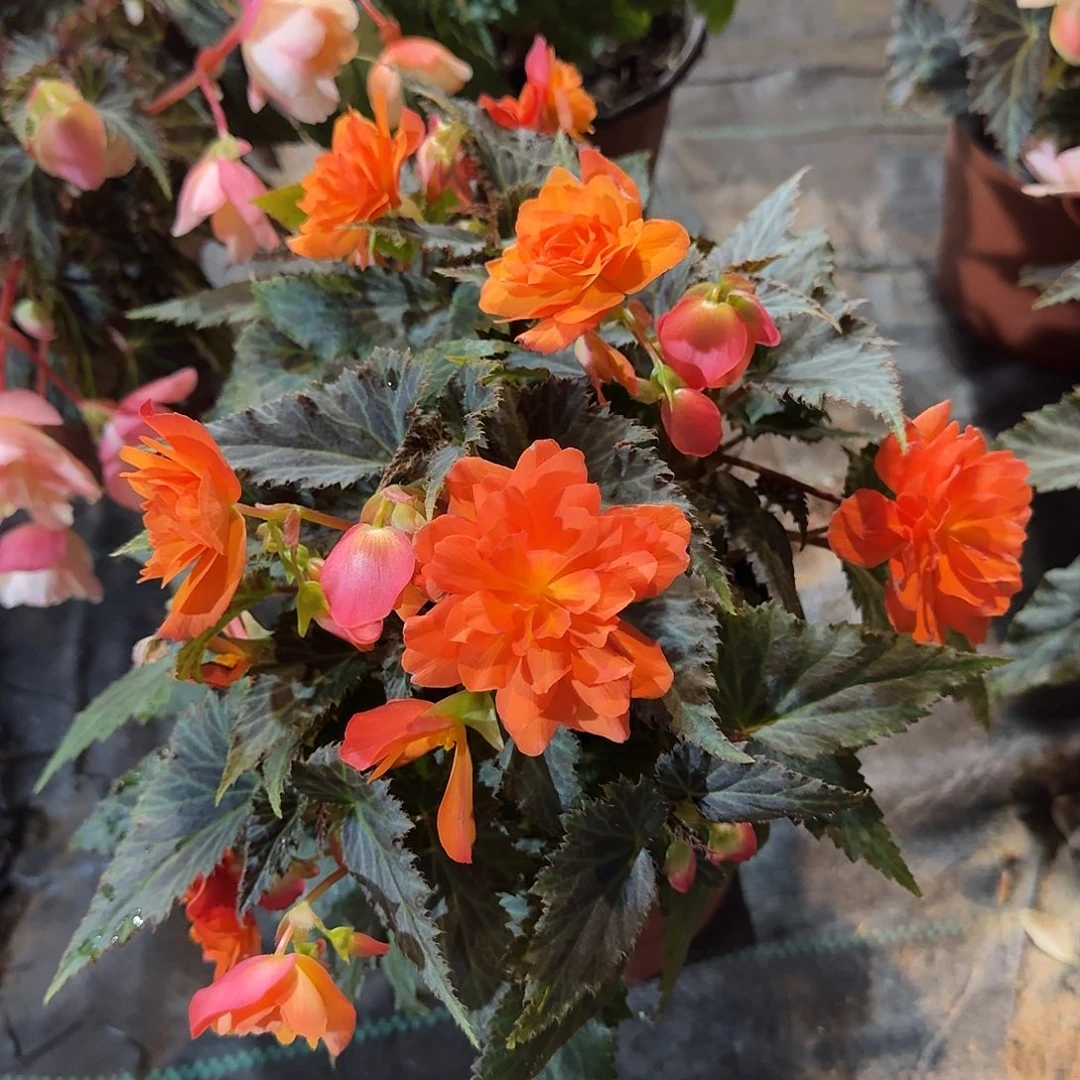 全部花苞180日落 景观