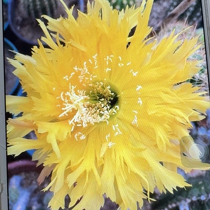 黄锯齿侧芽5公分左右毛花柱（20包邮）