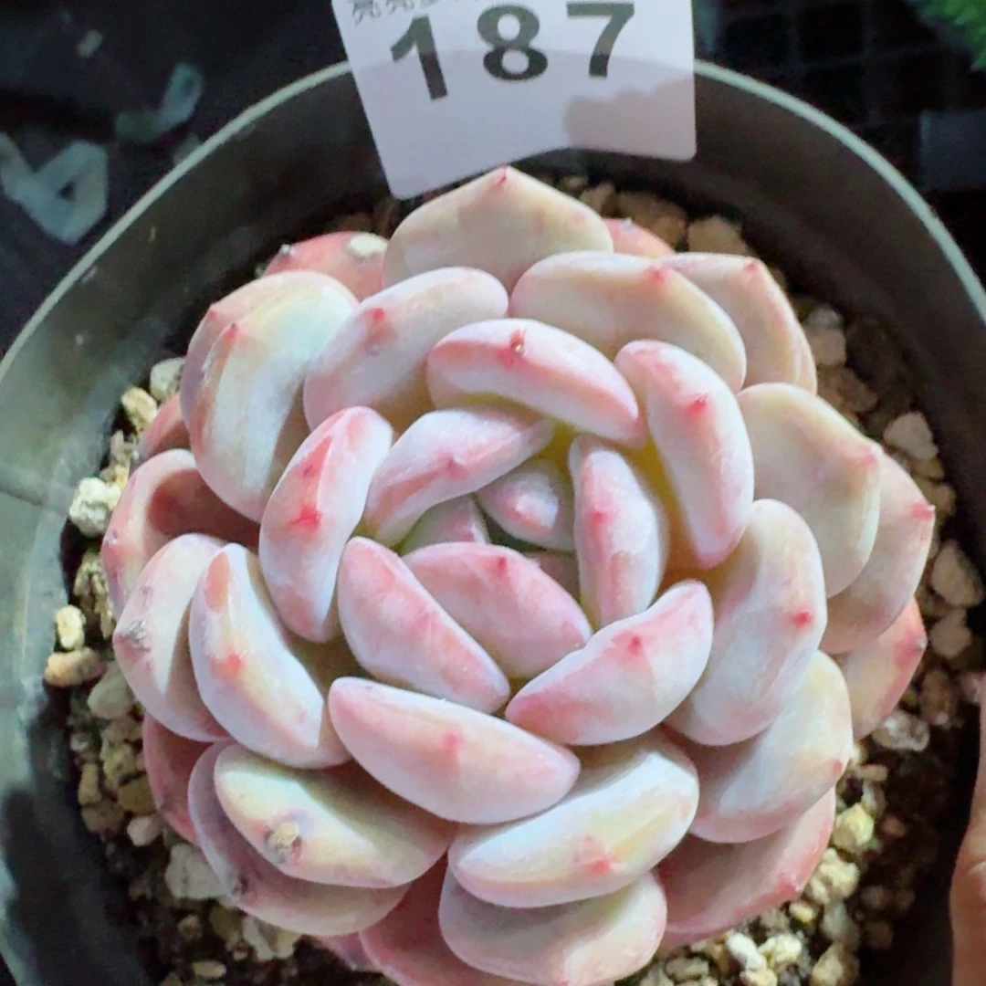 橙         精品多肉