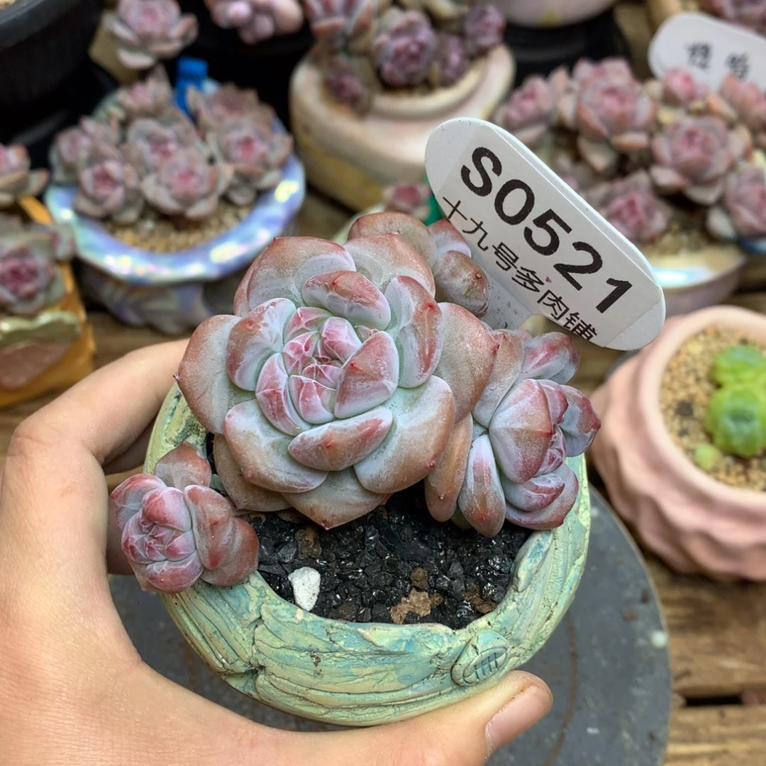 是***吖S0521 女侠 专拍突尼斯
