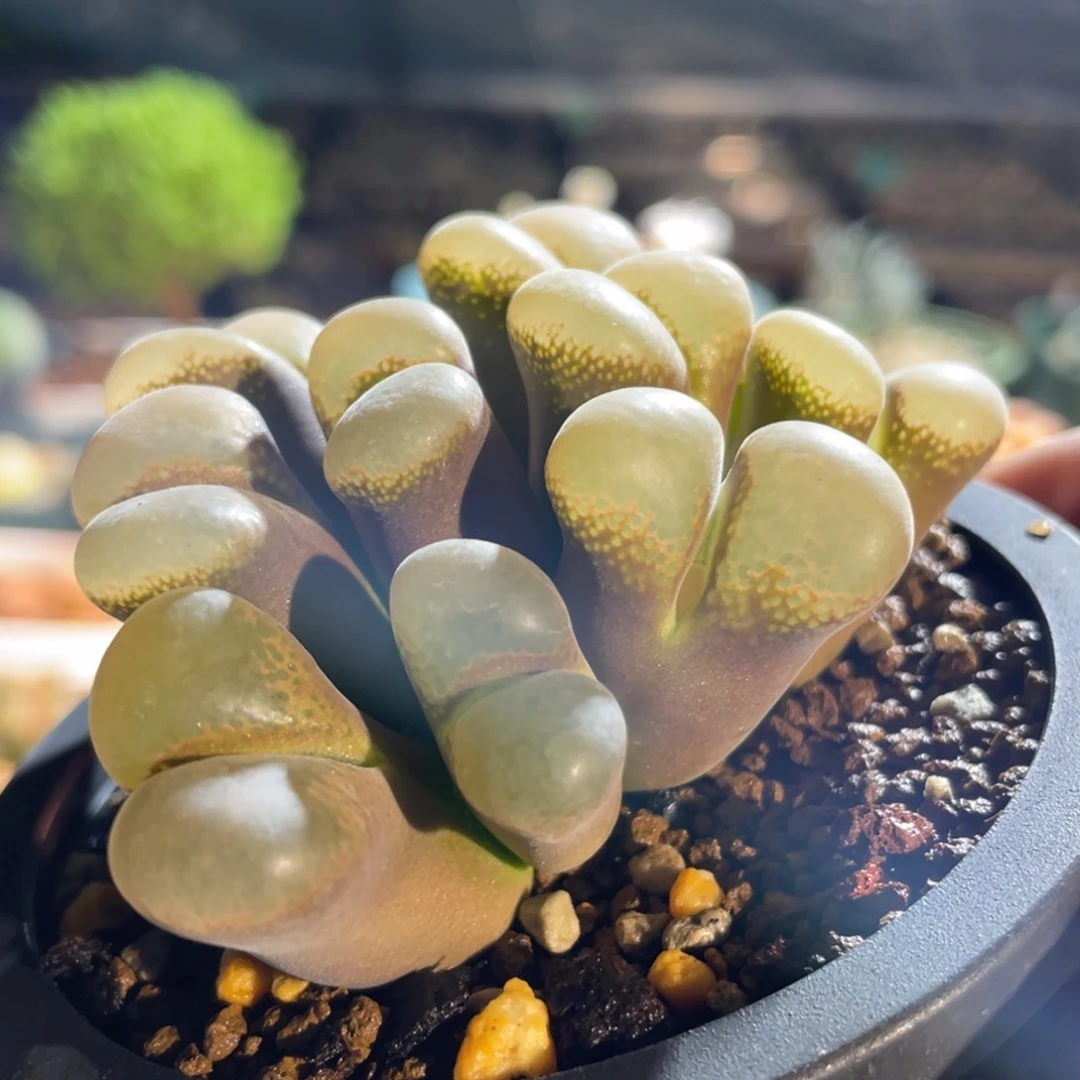 白窗群生风铃植物一物一拍