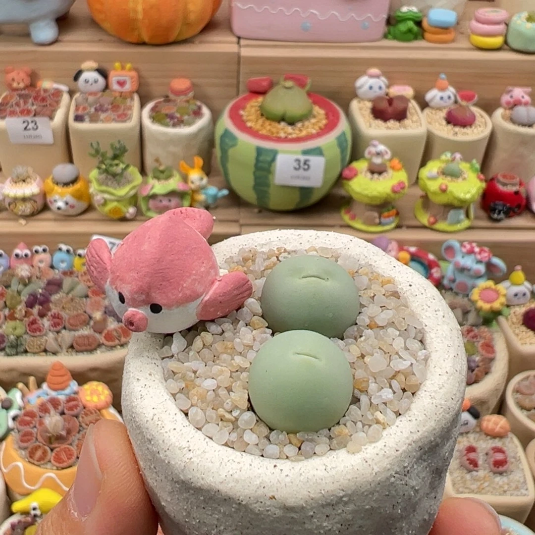 多肉植物108号鸽子蛋