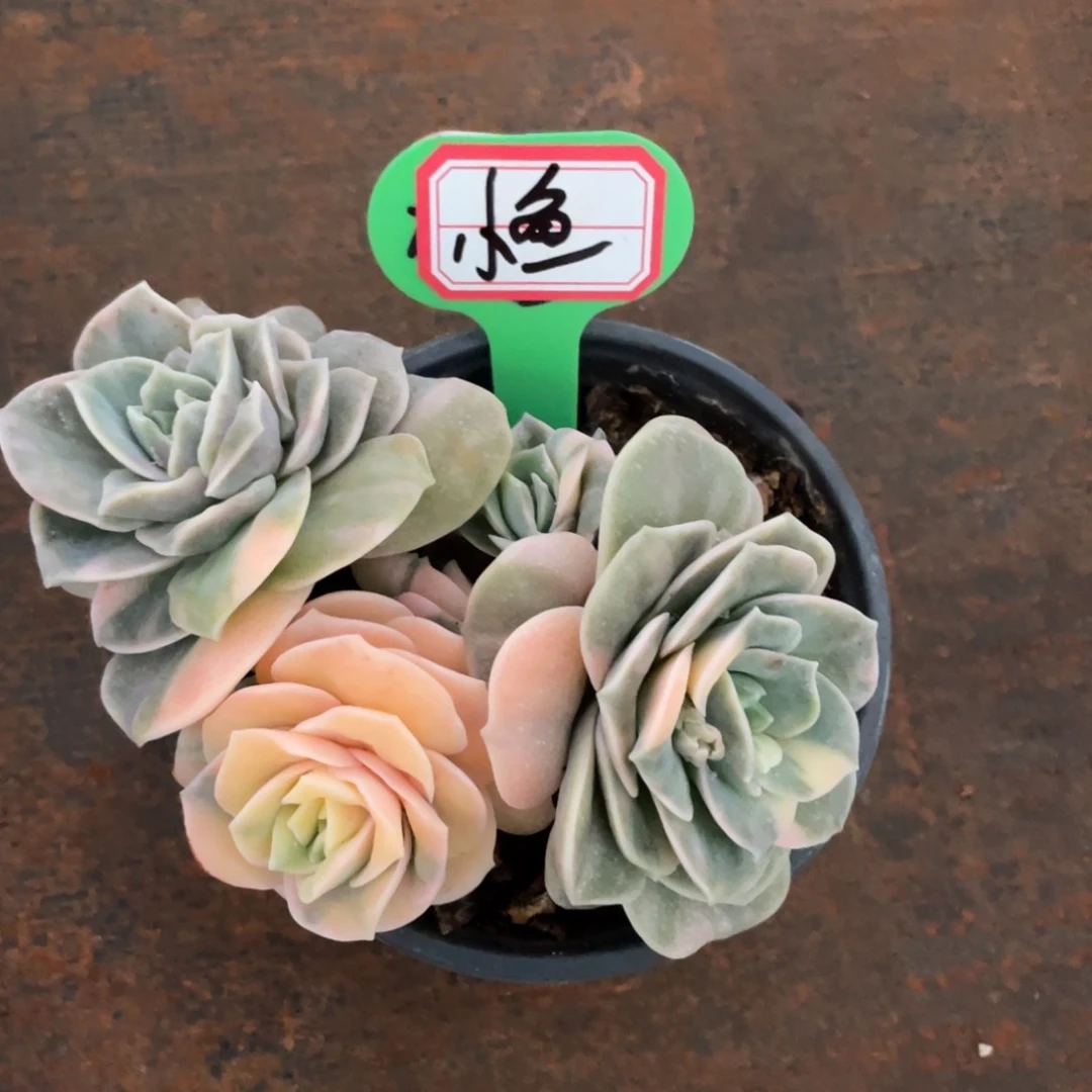 小****姐姐说她真的有男朋友没