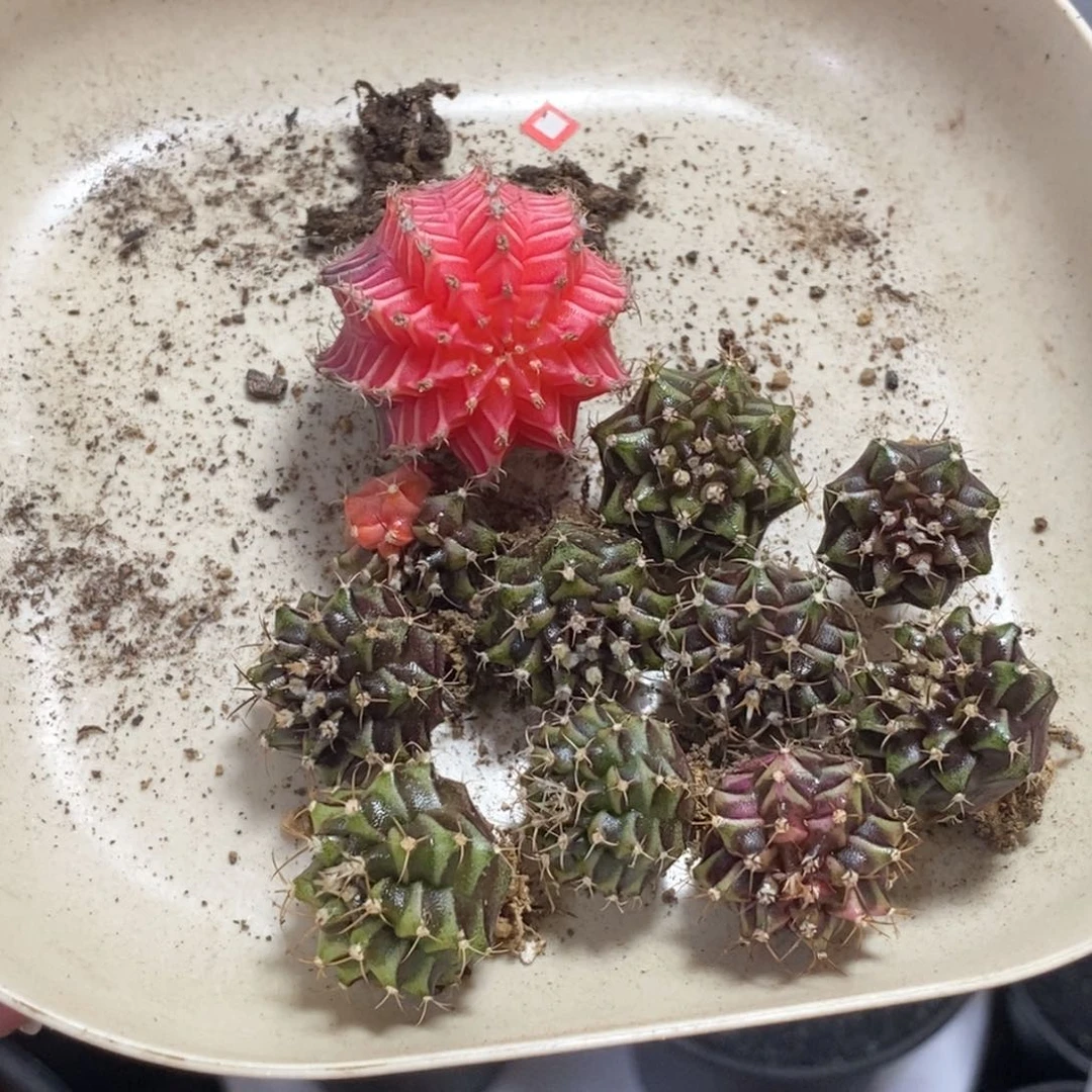 泰系米哈苗—脱土发货41