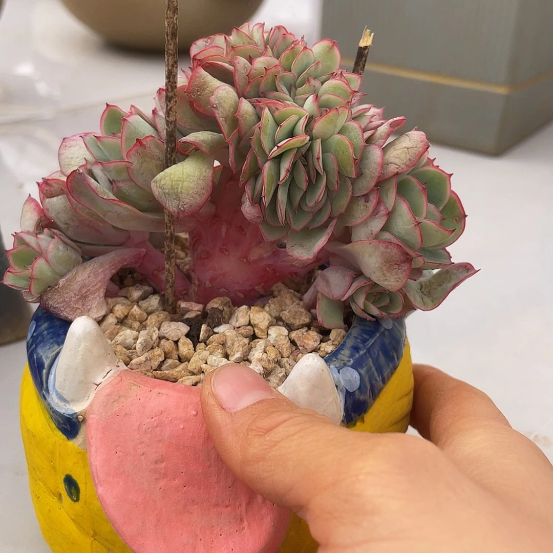 牡丹亭缀多肉多肉多肉