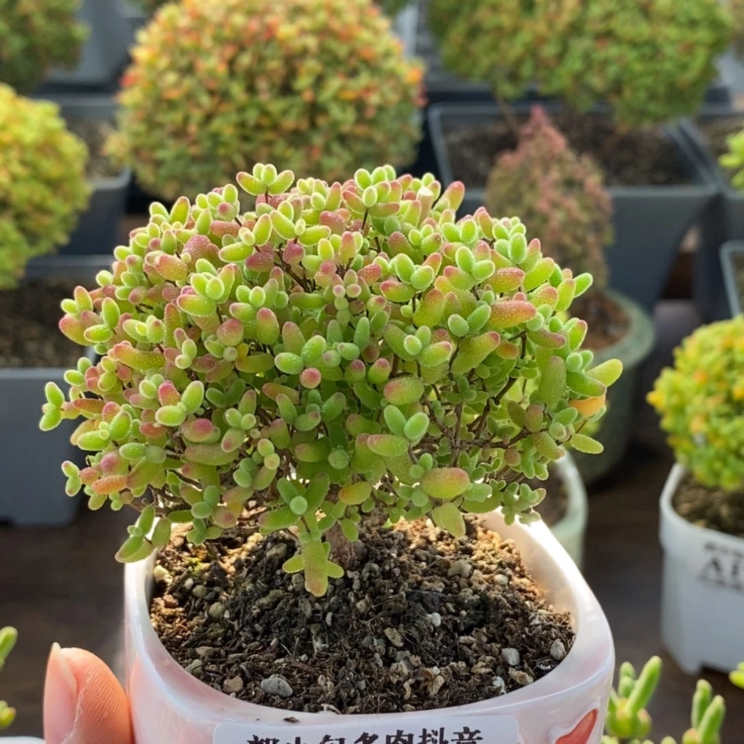带盆蜜橘糖球1751枝干番杏
