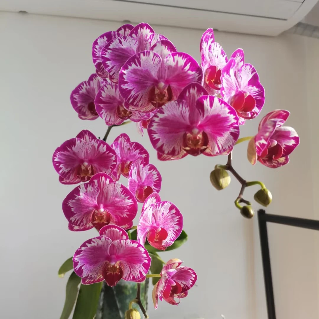 花苞株【大展宏图】3.5寸加高杯蝴蝶兰 高端品