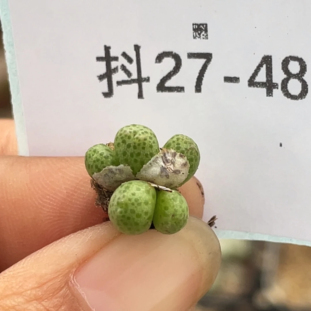 27-48草莓斑马肉锥