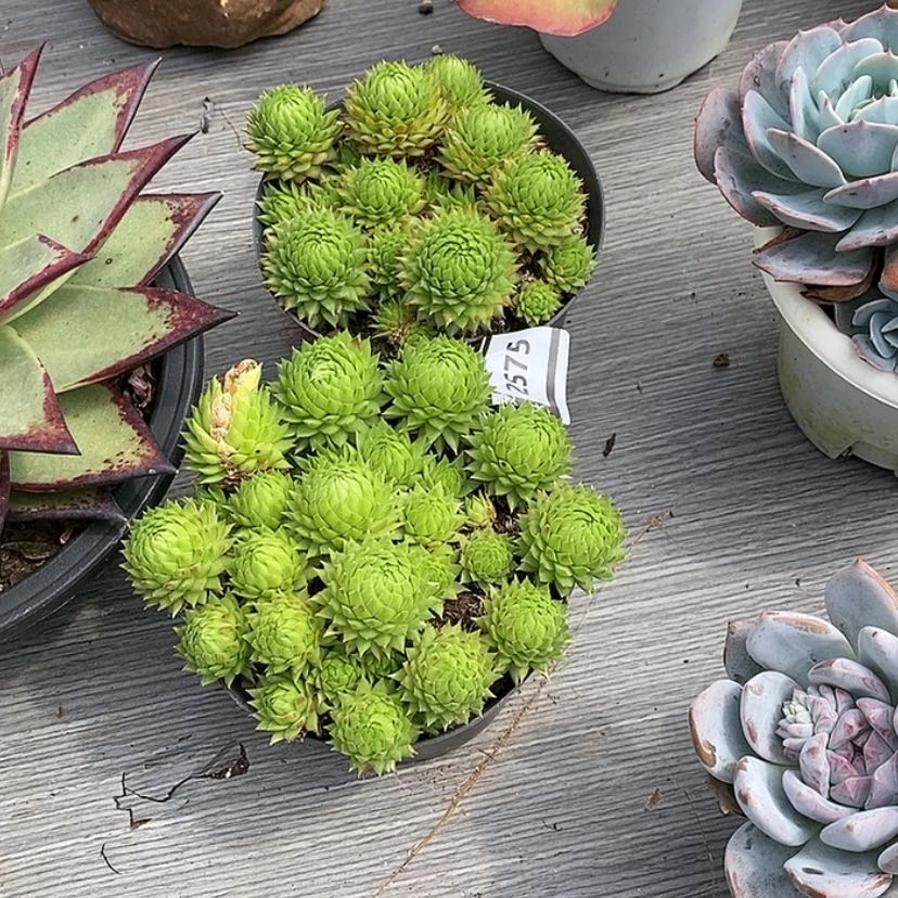 【闪购商品】蓝**青橘子球两颗2575