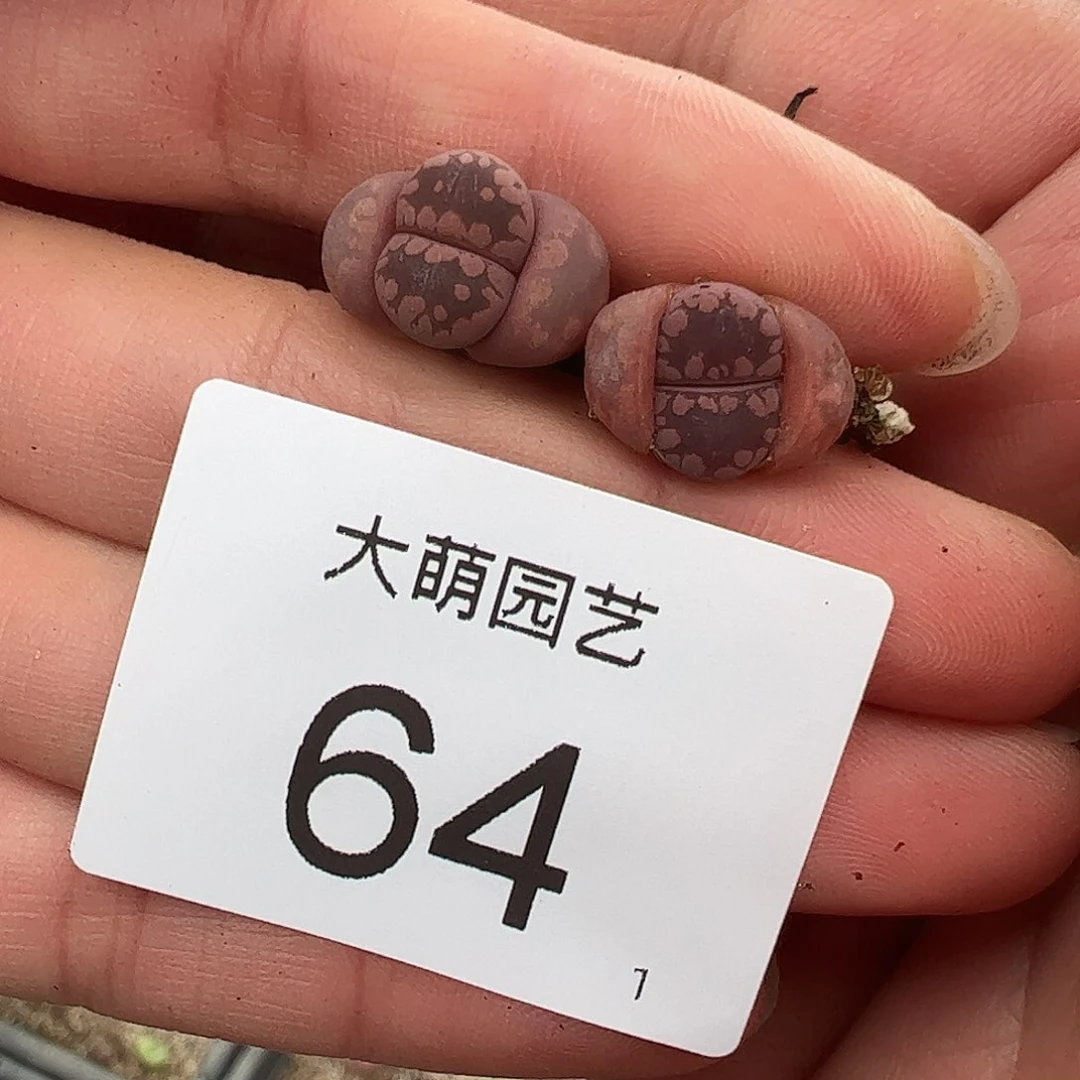 000064量拍紫大牙2颗