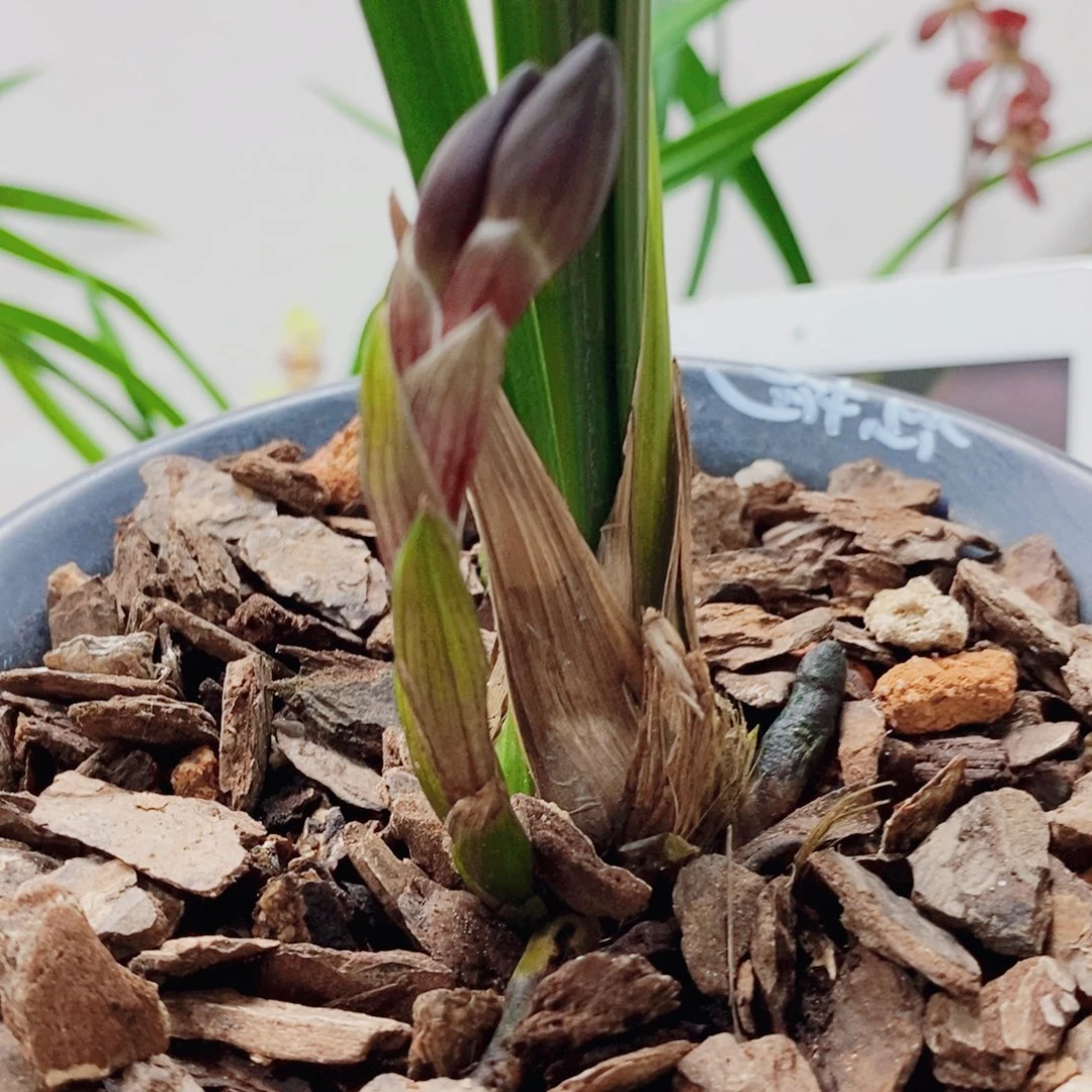 淏***歌大部分花苞少量开放