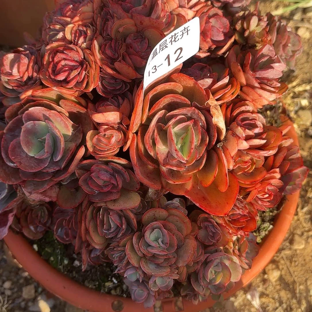 同温层多肉12秀妍