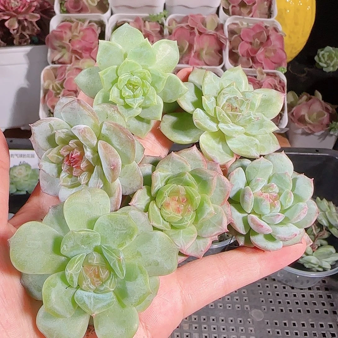 0718-：-45糖心珍妮