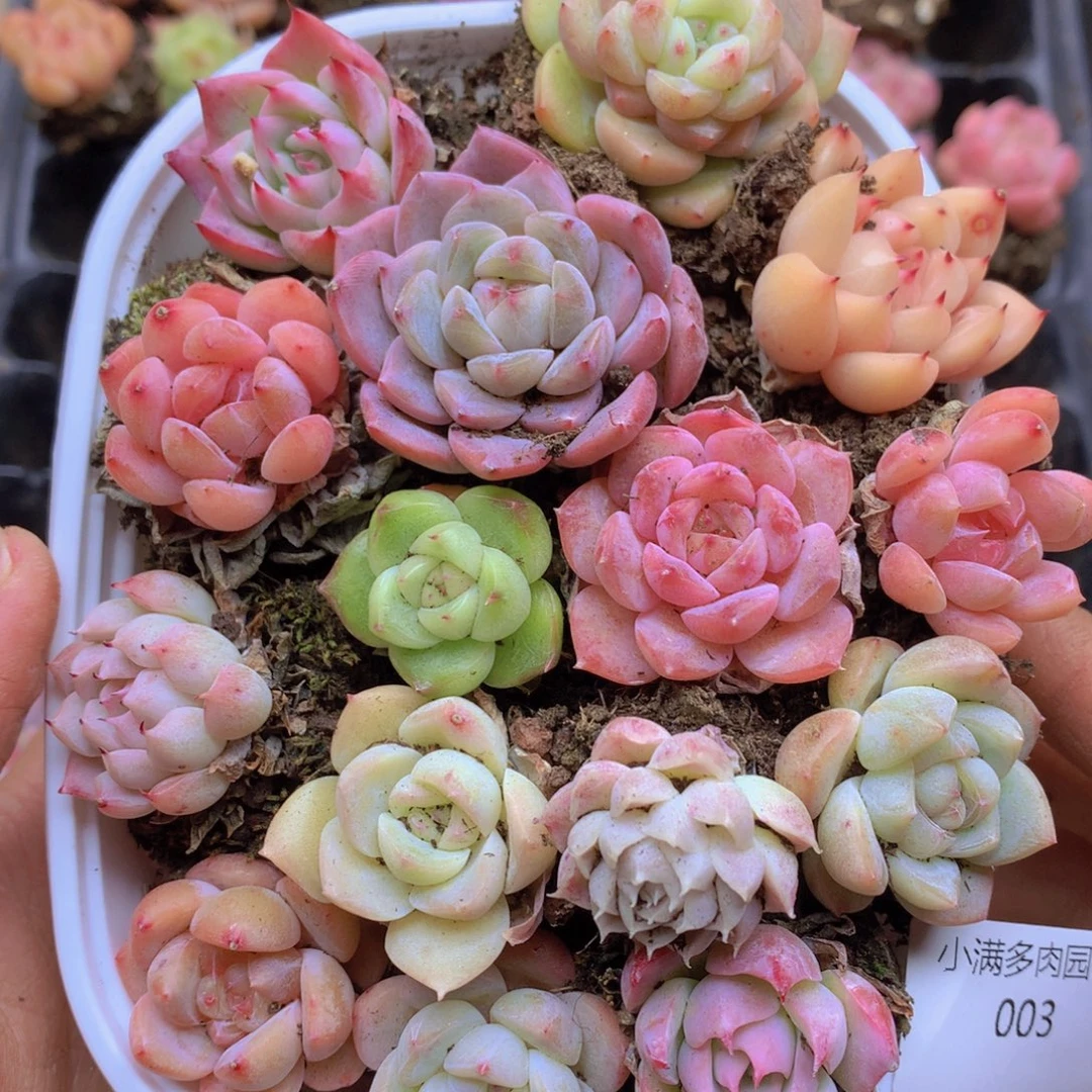 我要去看你了啊我要003