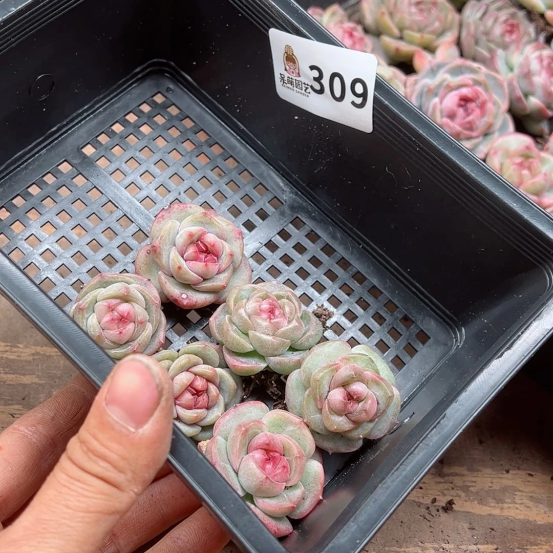 糖***喵多肉植物多肉植物