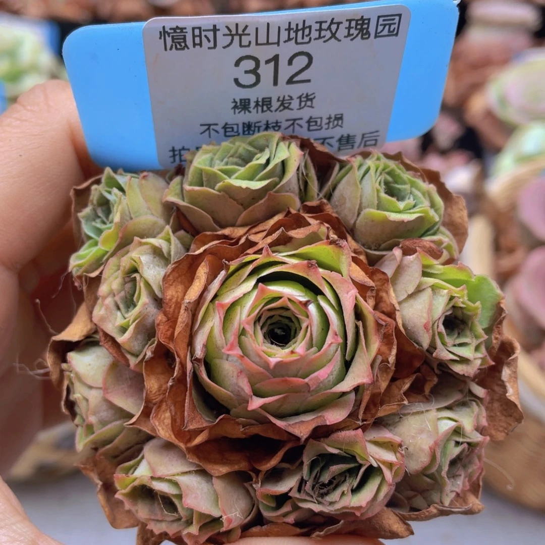 山地玫瑰312裸根发货不售后