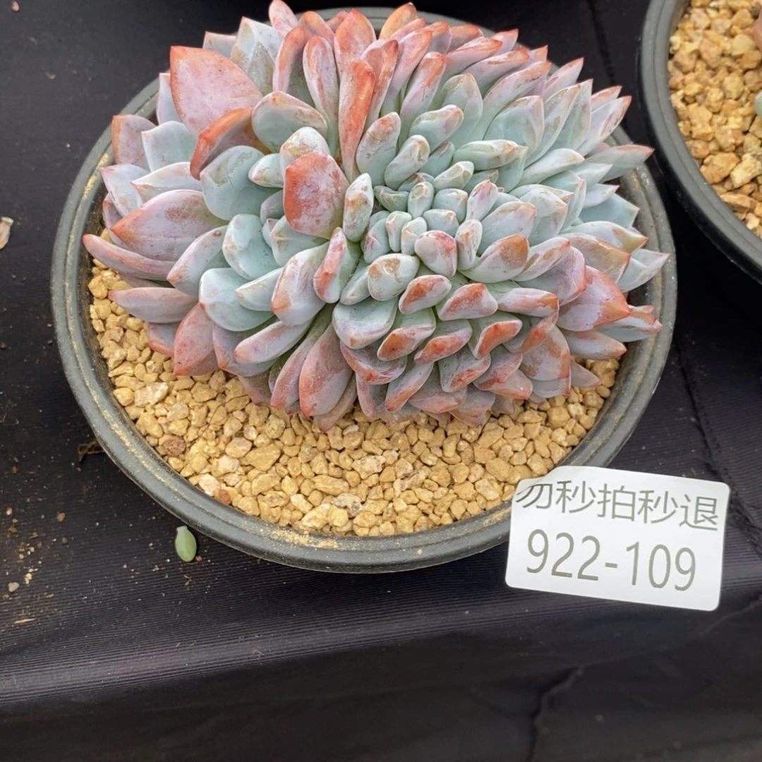秒退勿拍922-109橙子缀
