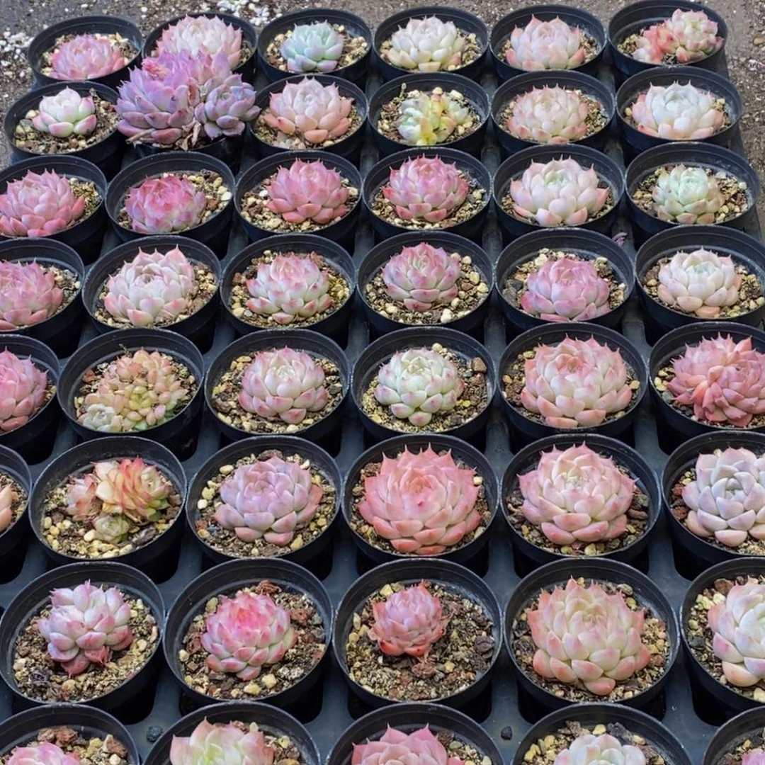 236的人都是这样吧