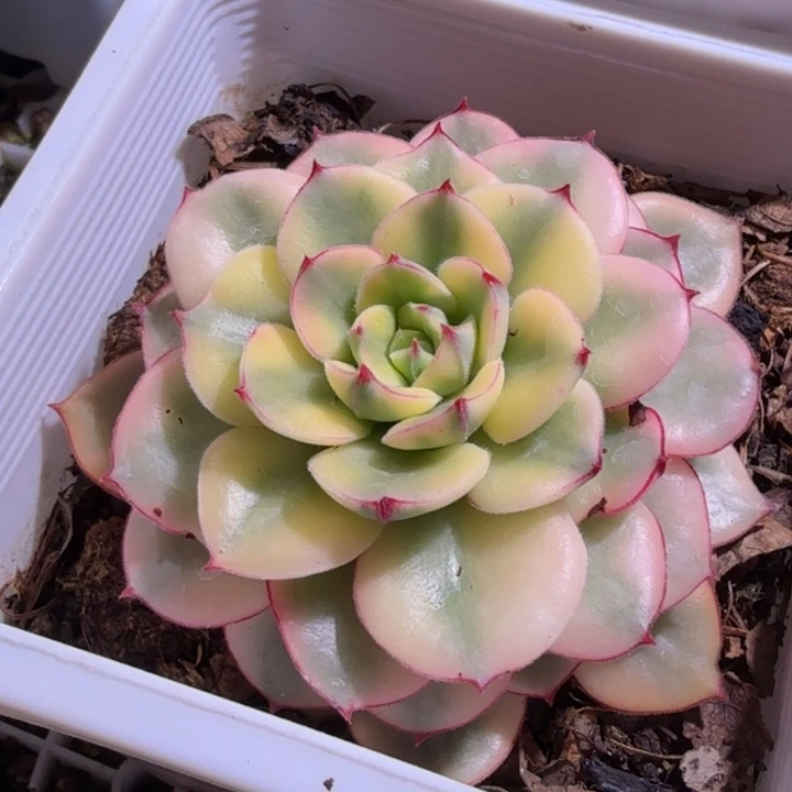 丹尼尔锦多肉植物