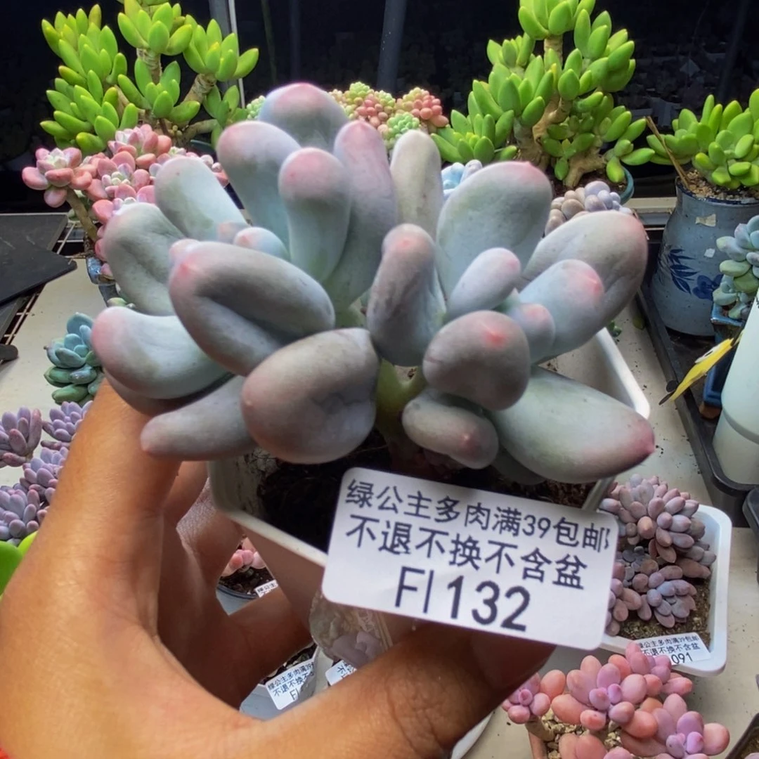 132米可奶多肉6c m