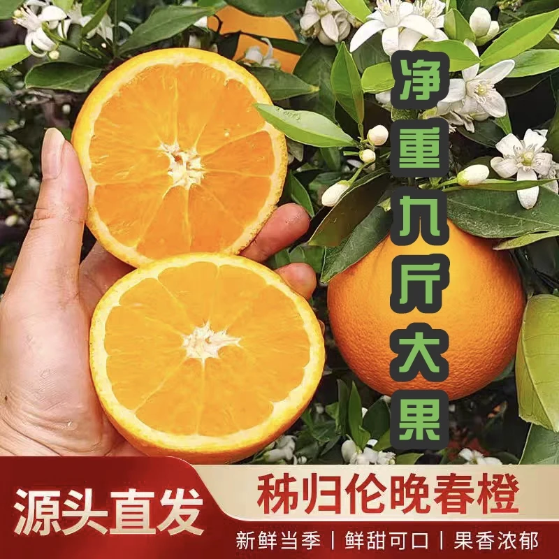 正宗湖北秭归伦晚脐橙新鲜春橙皮薄多汁香甜脆嫩化渣橙子