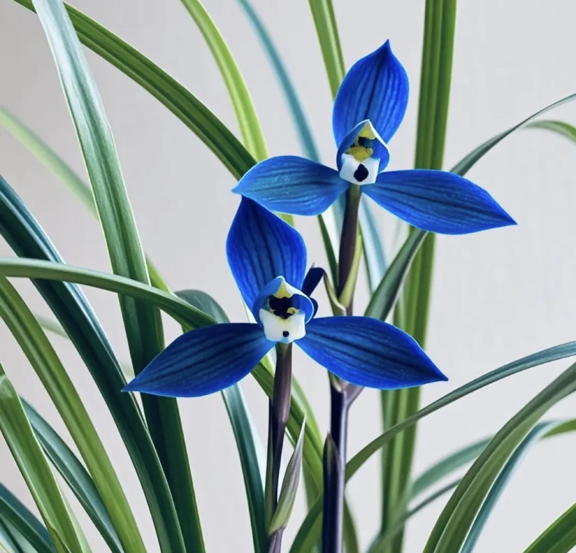 【蓝宝石】精选蓝宝石原盆原土（不带花发货）