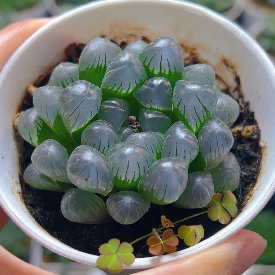 万象盆冰灯玉露多肉多肉1