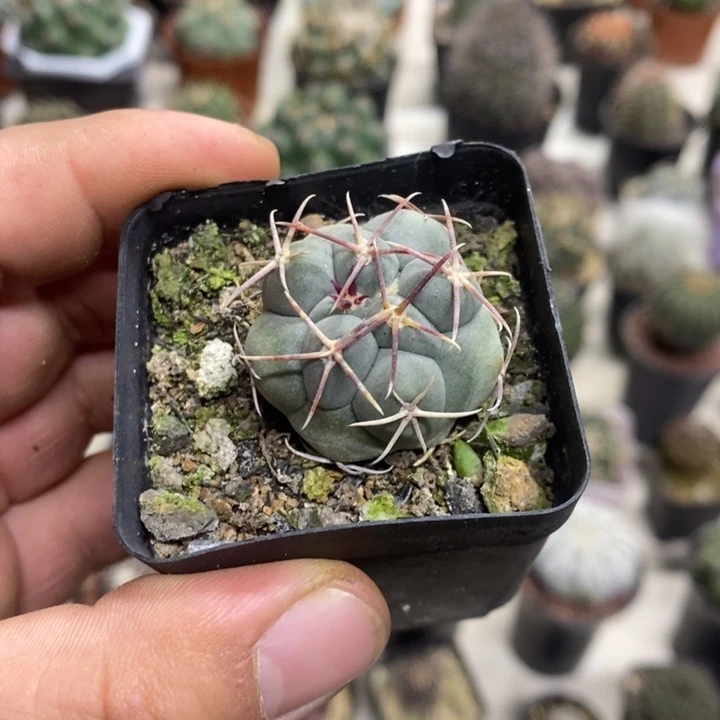 实生菲冠龙特价福利