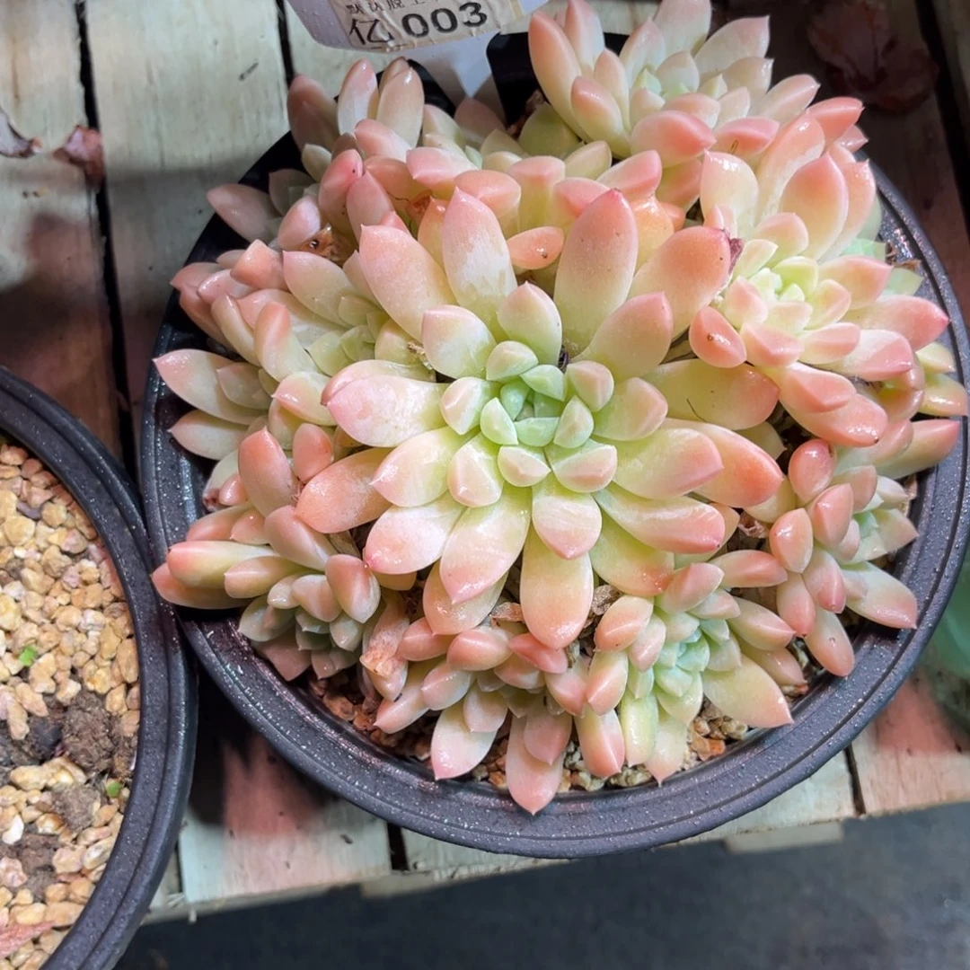 奶油多肉植物roubinvni