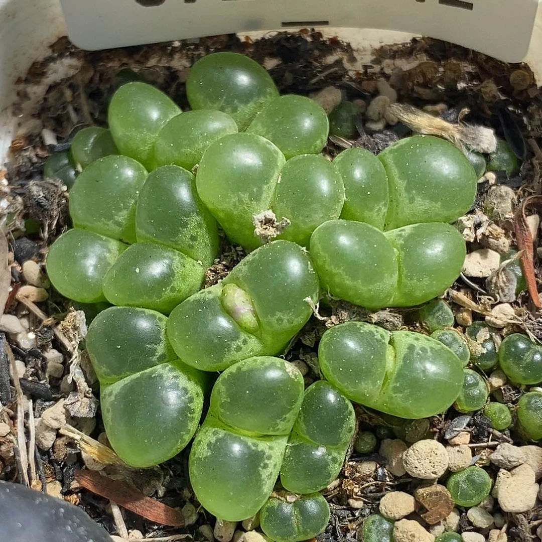 0923-42-绿眼睛福利。