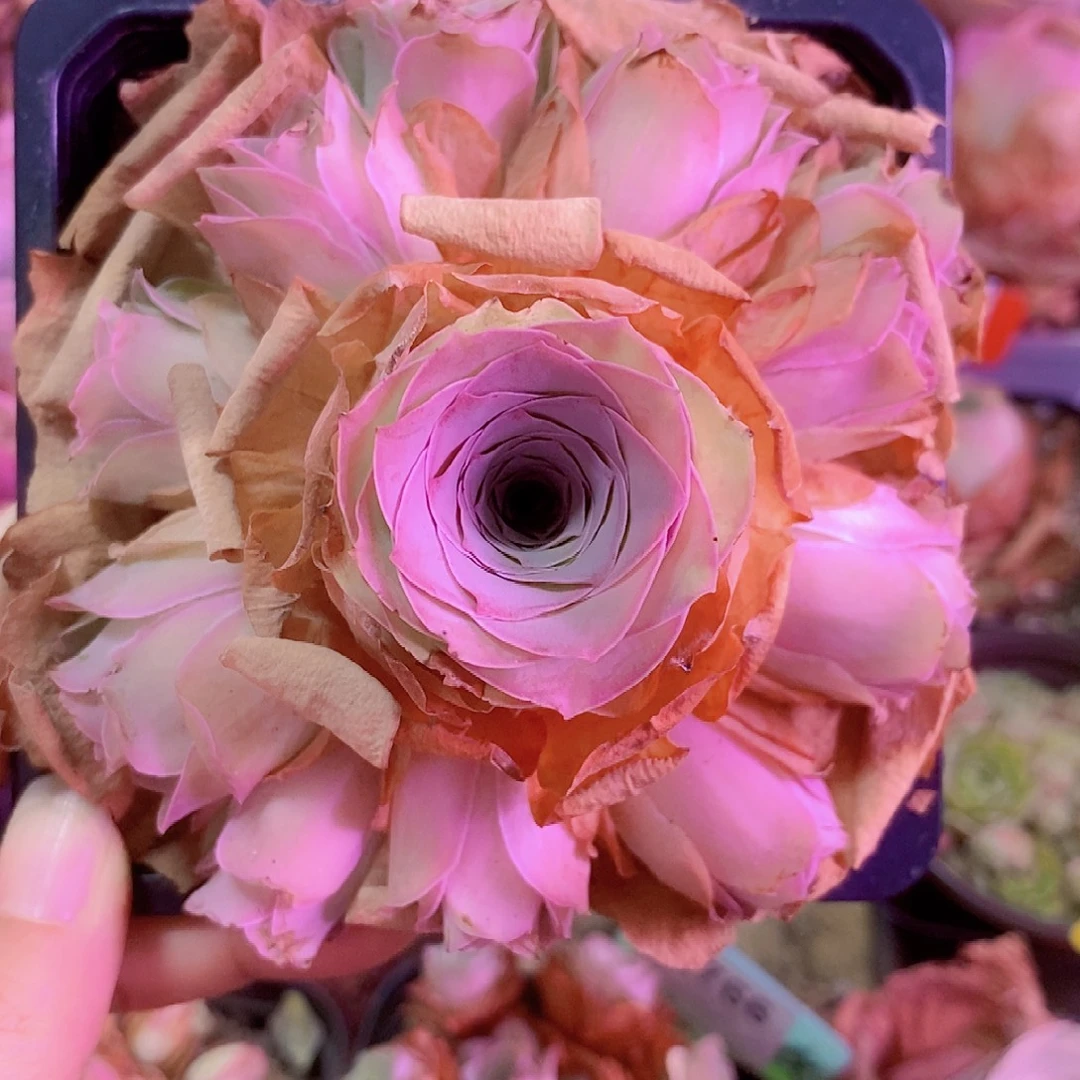 清秋手捧一物一拍581