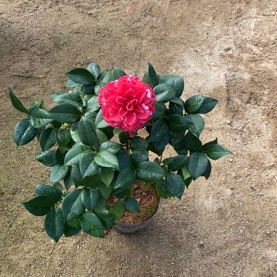 当前无花栽培后可以开花