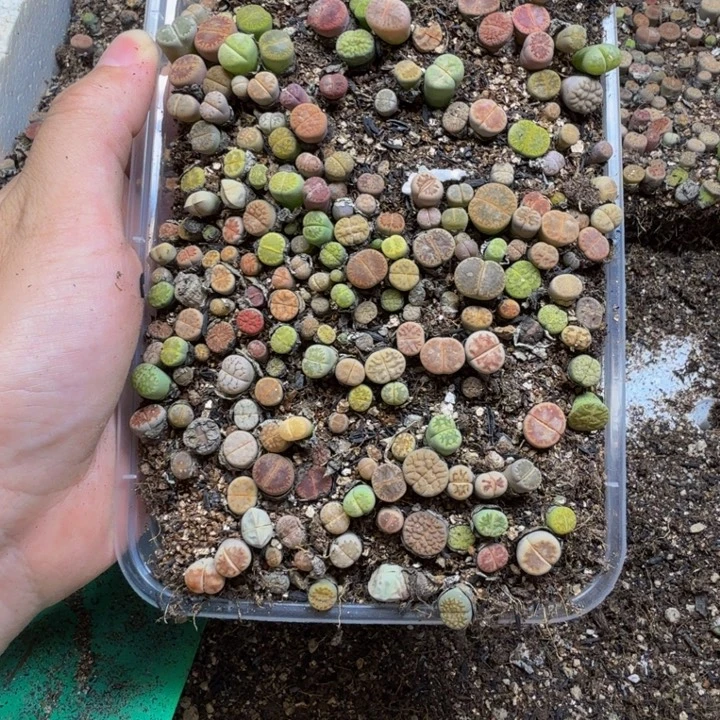 多肉植物的生长发育207