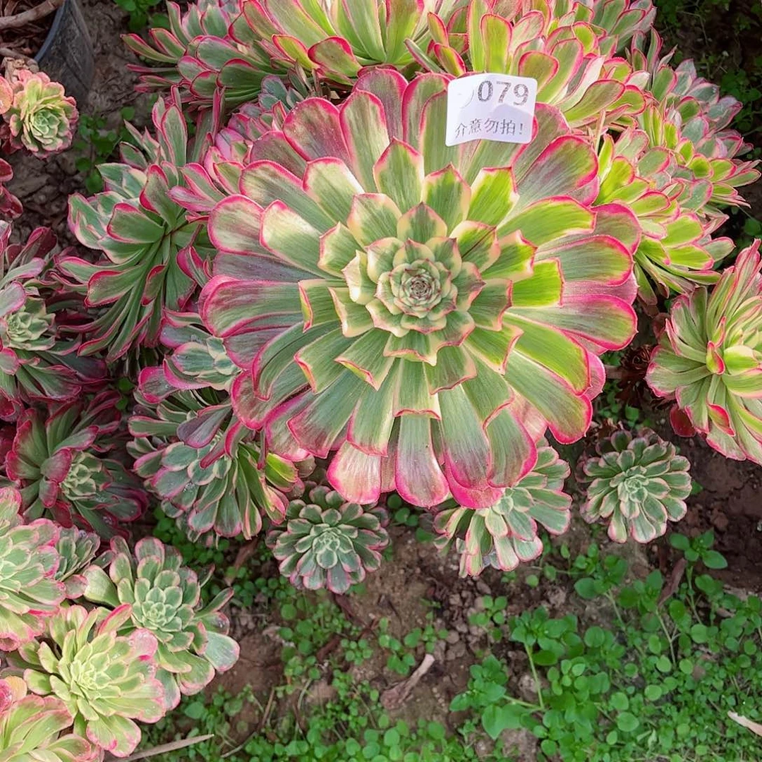 无花朵多肉植物079