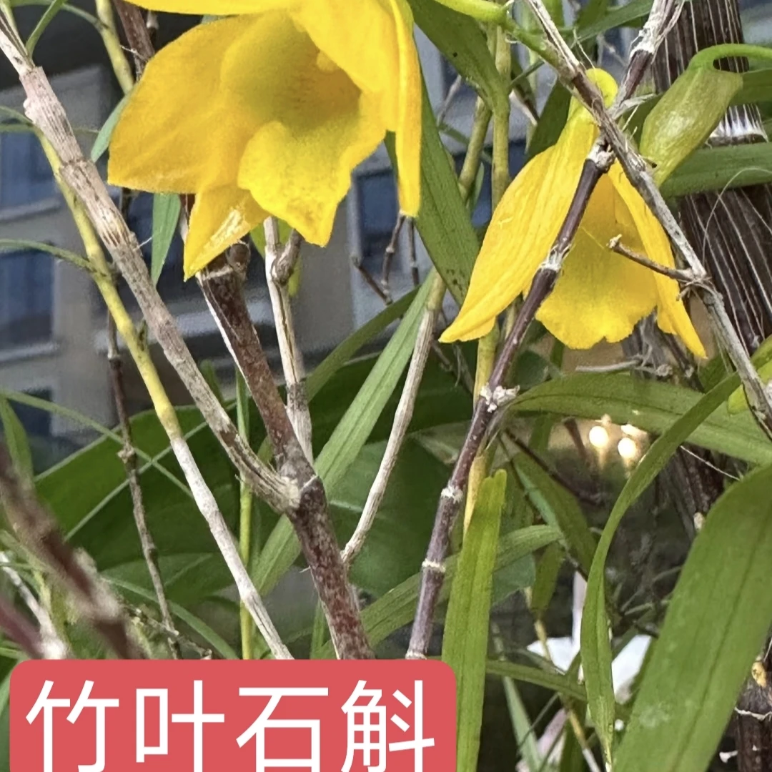 竹叶石斛花姿优美花色漂亮散发奶香味花香的盆栽
