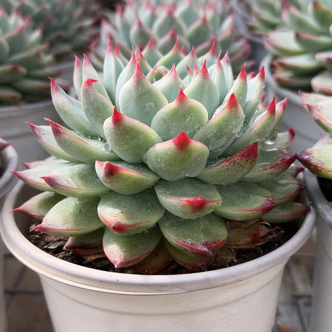 桃夭9.5公分9999999999