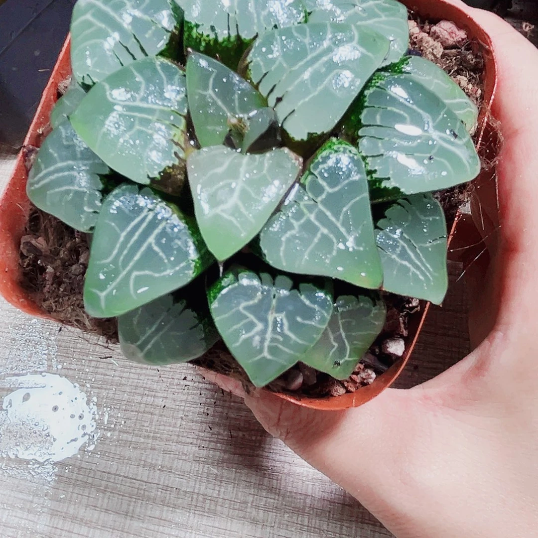 母本月影寿多肉植物6666