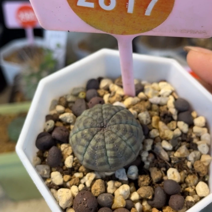 实生布杂一一棵2817