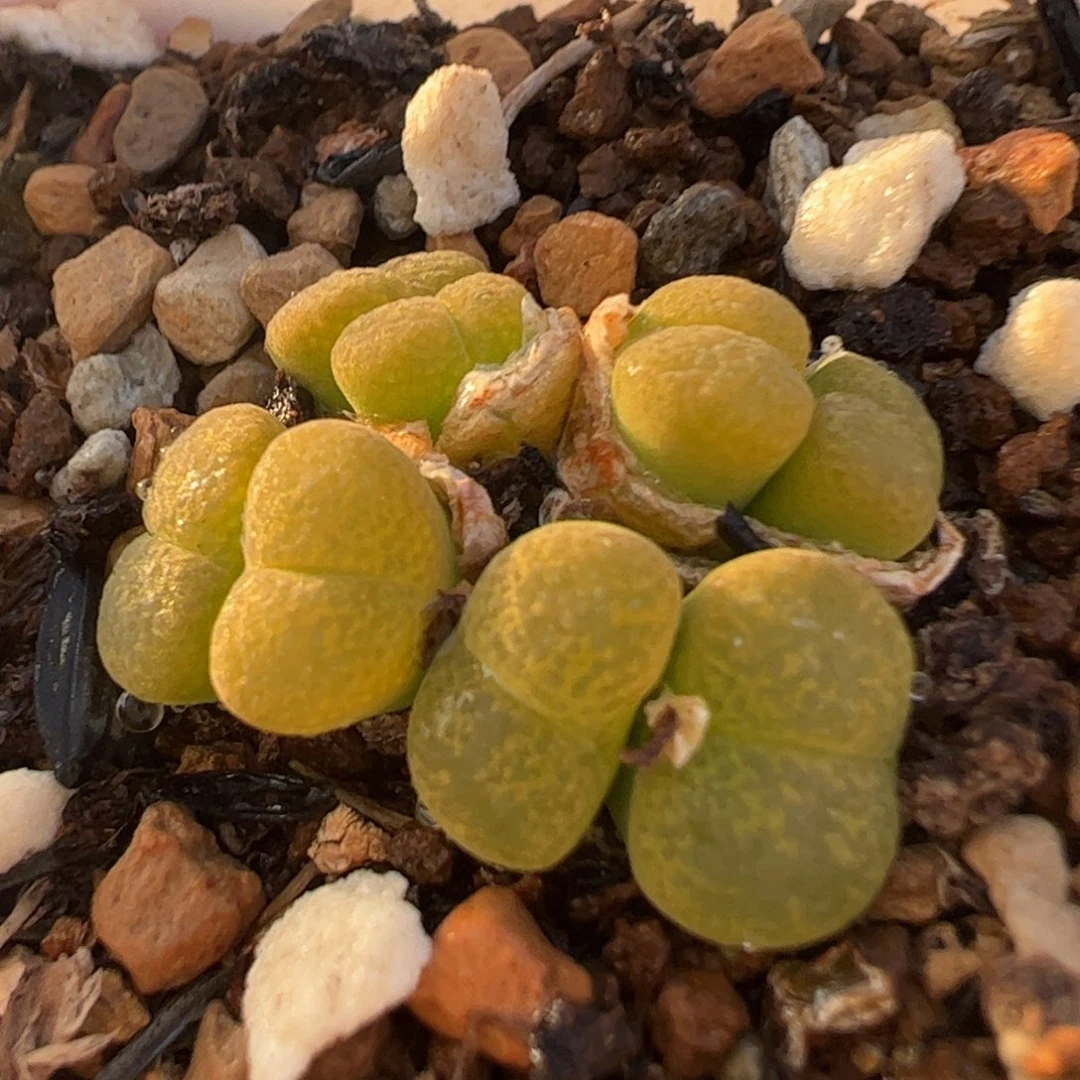 肯尼迪群生多肉植物百科