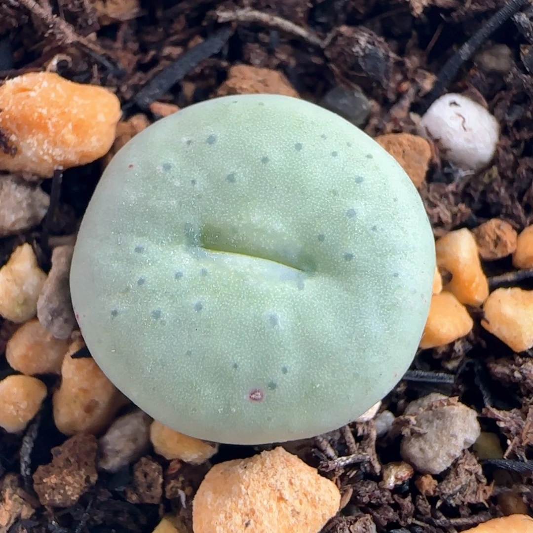 0117/sub嘴/多肉植物/