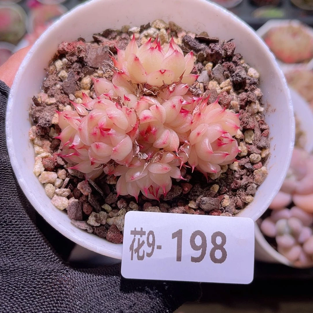 花09-198海王群生